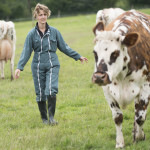 Une éleveuse et ses vaches normandes au champs