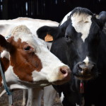 De la Vaches Prim'et Red Holstein