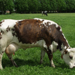 Une vache normande