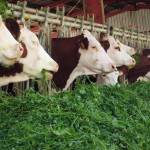 Vaches mangeant de l'herbe