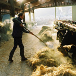 Vacher dans la stabulation, paillage
