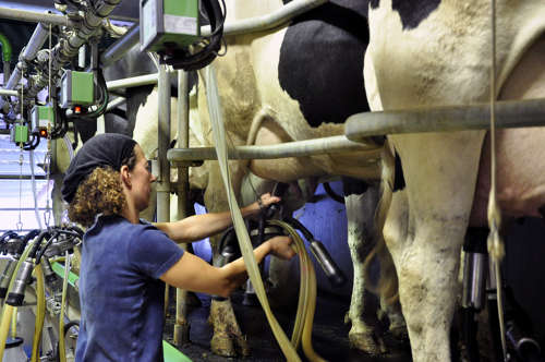 Eleveuse en salle de traite des vaches