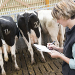 Comptage des vaches prim holstein par éleveuse