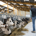 Alimentation des vaches normandes