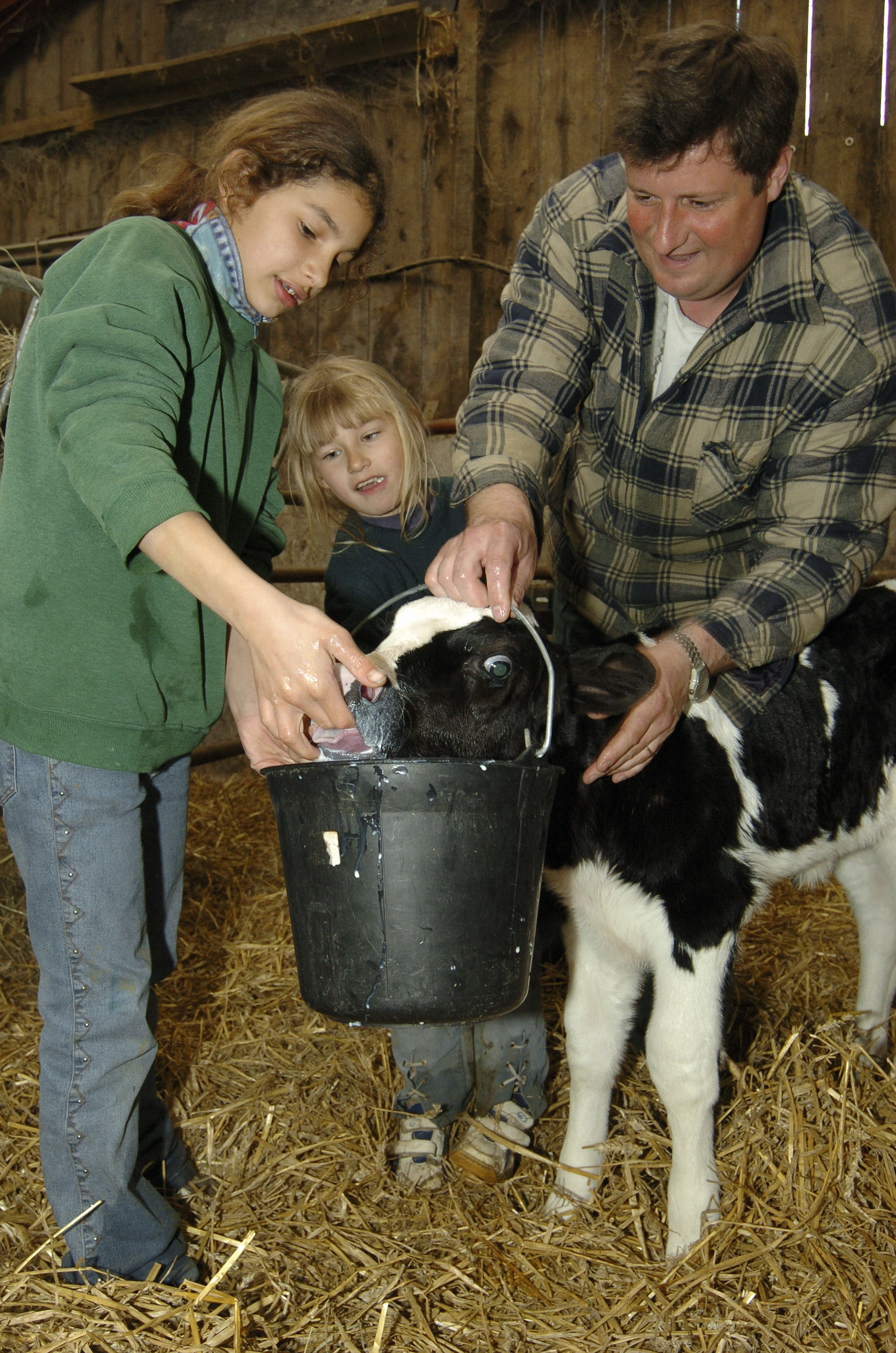 Eleveur et veau Ferme de louvicamp