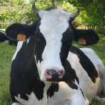 Vache Prim'Holstein gros plan