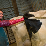 Inséminateur vaches