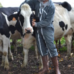 Eleveur et Prim'Holstein au pré