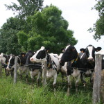 Vaches Prim'Holstein au champ, priaire, barrière Gaec du petit Chambord