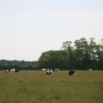 Vaches prim'holstein au champ, prairie Gaec du petit Chambord