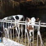 génisses Prim'Holstein en stabulation