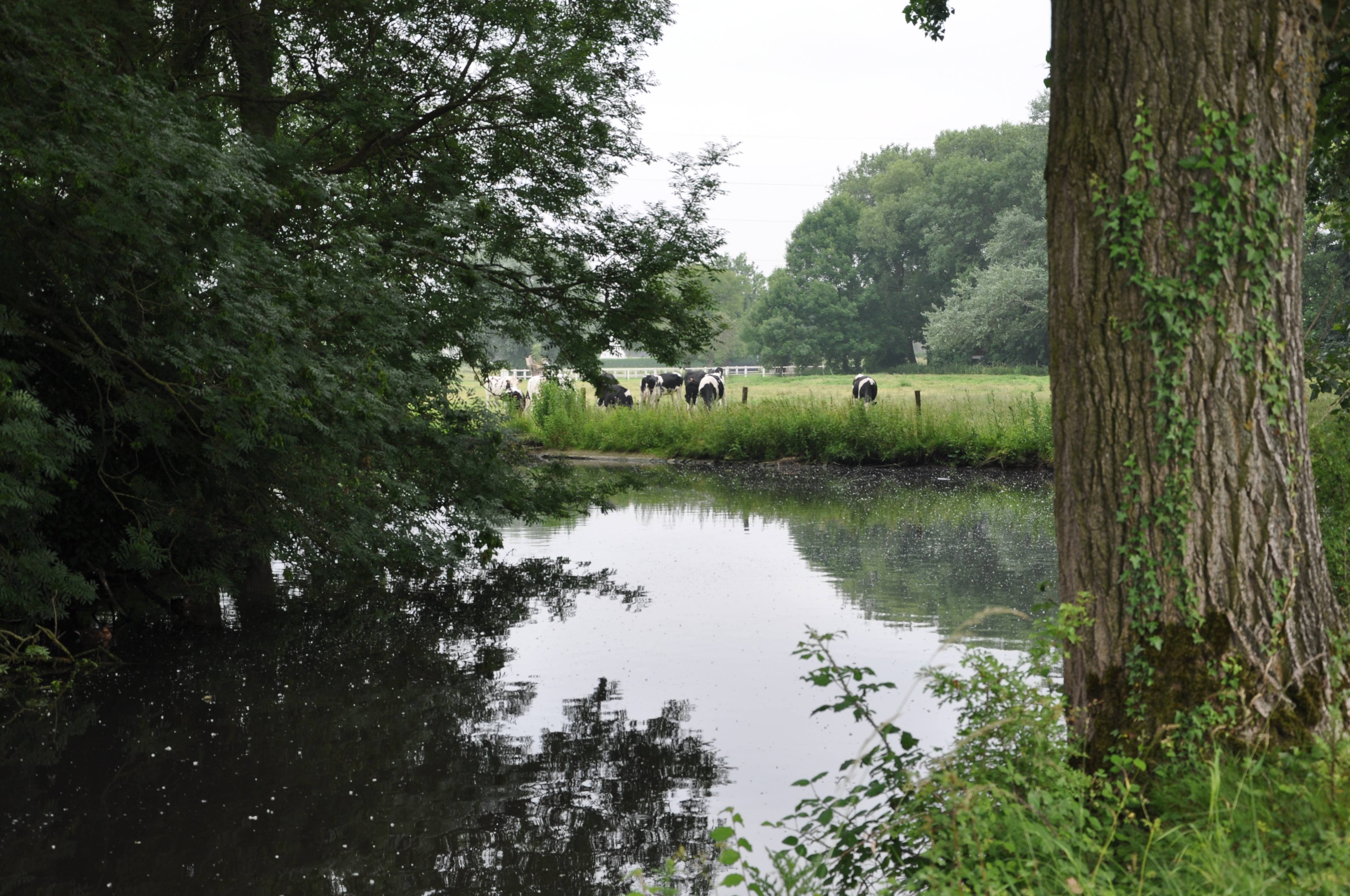étang eau vaches prim'holstein