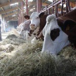 Vaches montbéliardes dans couloir d'alimentation foin
