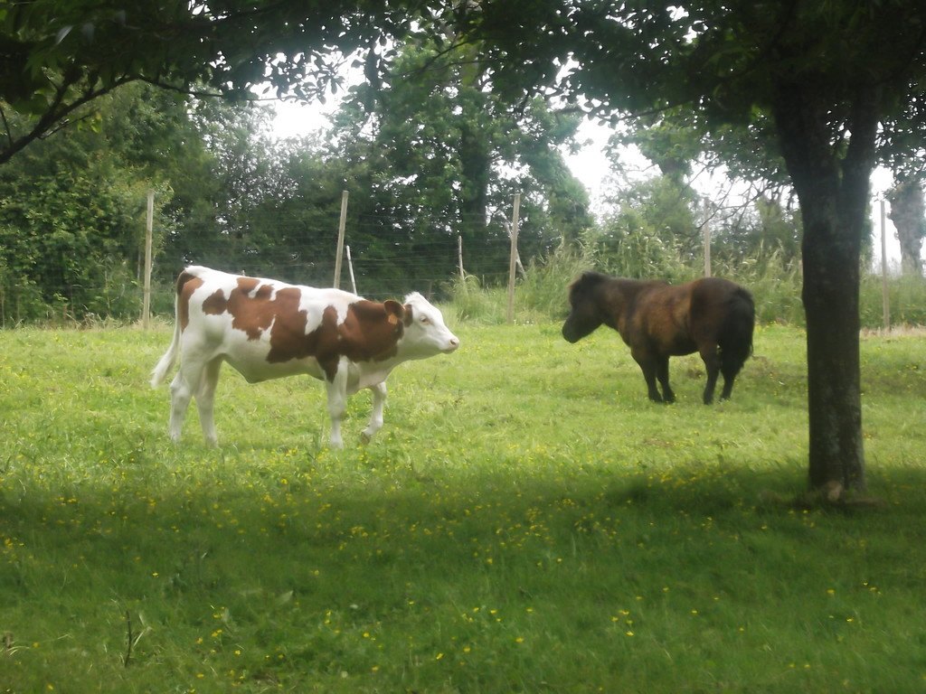 Veau et poney prairie Ferme du Semnon