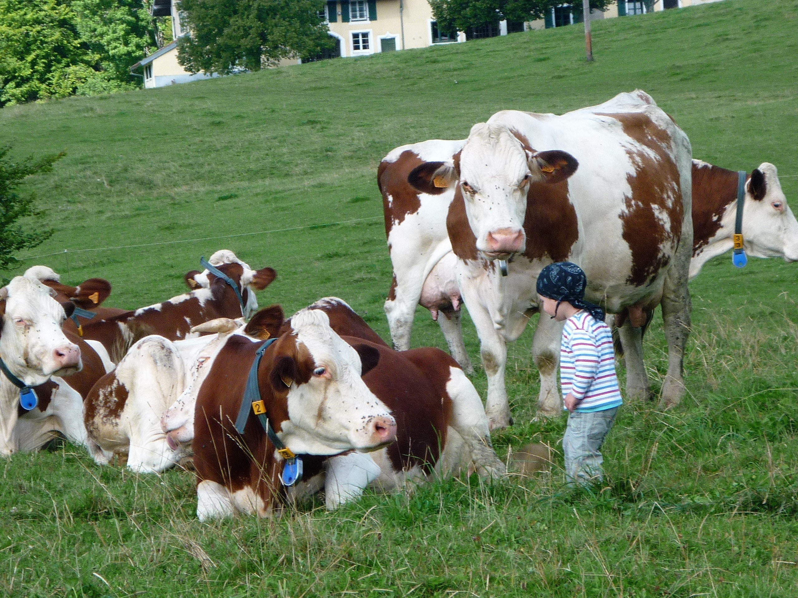 Vaches montbeliardes et enfants ferme CANTEUX
