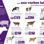 Panneau 'exploitation laitière' 1 : De la vache aux vaches laitières