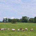 Vaches Abondance dans prairie, pré, herbe
