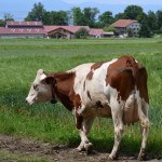 Vaches Abondance sur chemin devant batiment, prairie