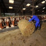 Eleveur B Neyrou déroulant foin ds stabulation