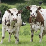 Deux vaches normandes dans pré, pature