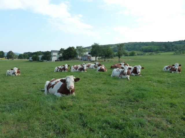 troupeau de vaches montbéliardes couchées dans pature, pré, paysage