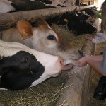 Elèves donnant des granulés aux vaches dans la stabulation