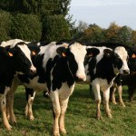 Vaches Prim'Holstein et Highland alignés dans le pré, champs