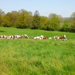 Vaches montbéliardes au prés, patuage, herbe, paysage