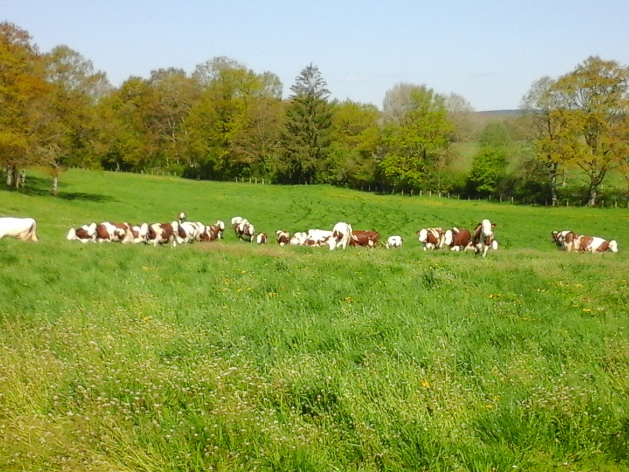 Vaches montbéliardes au prés, patuage, herbe, paysage
