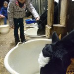 Petite fille caressant veau Prim'Holstein à la buvée