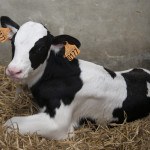 Veau Prim'Holstein dans sa niche