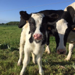 Petit veau Prim'Holstein en gros plan avec génisse au champ