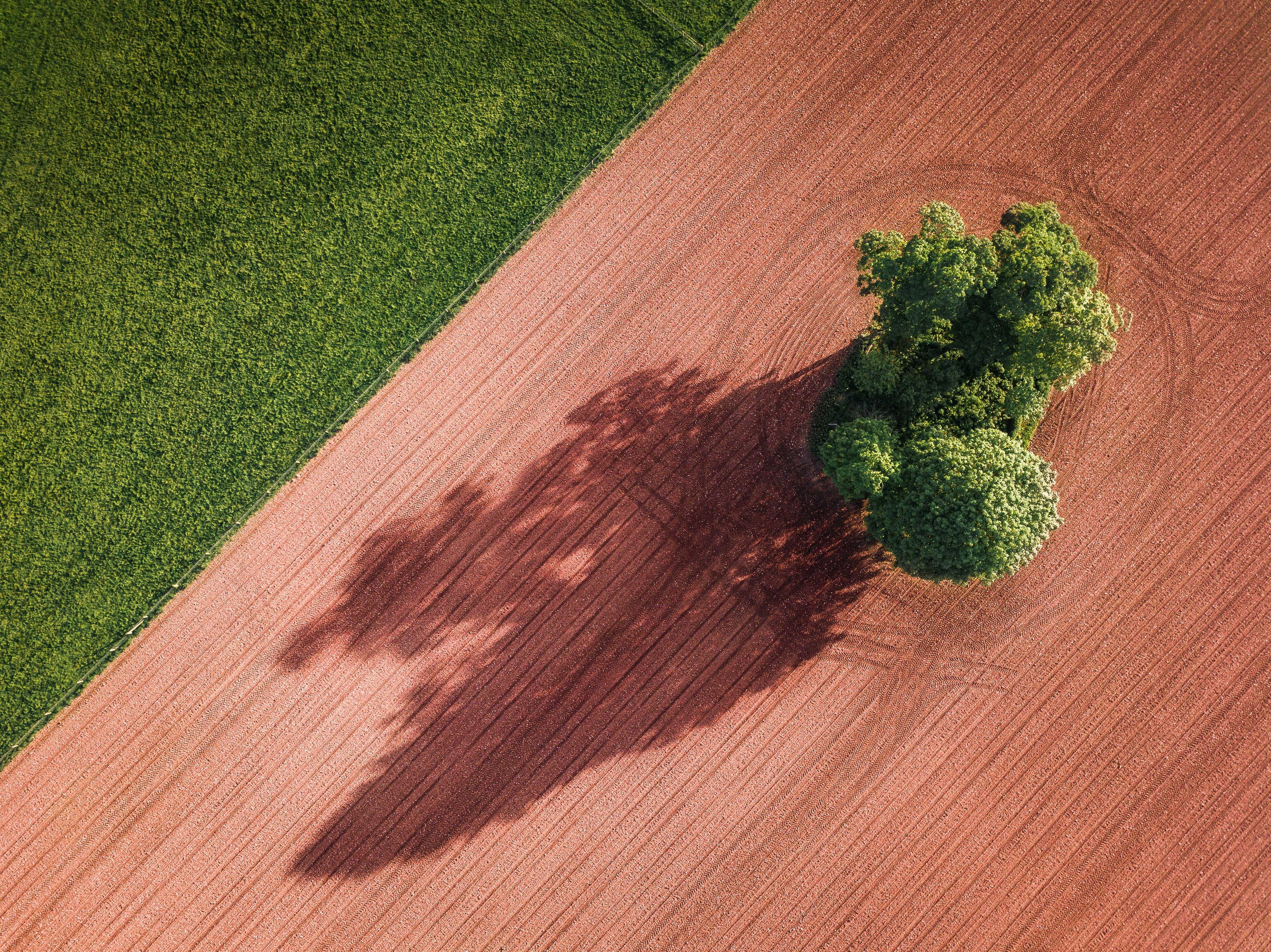 arbre vu du ciel avec terre rouge et champ vert