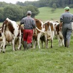 Deux éleveurs avec troupeau de Montbéliardes dans champs, pré