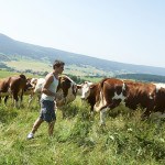 Jeune éleveur dans pré avec troupeau de Montbéliardes