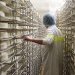 Salle d'affinage Brie de Meaux, clayettes, rayonnage avec affineur