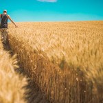 Homme dans champ de blé, environnement