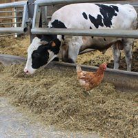 vache Prim'Holstein avec poule dans stabulation