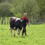 Homme et vache Prim'Holstein dans prairie