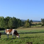 2 Vaches Red Holstein broutent le matin dans pré, pature, herbe, paysage