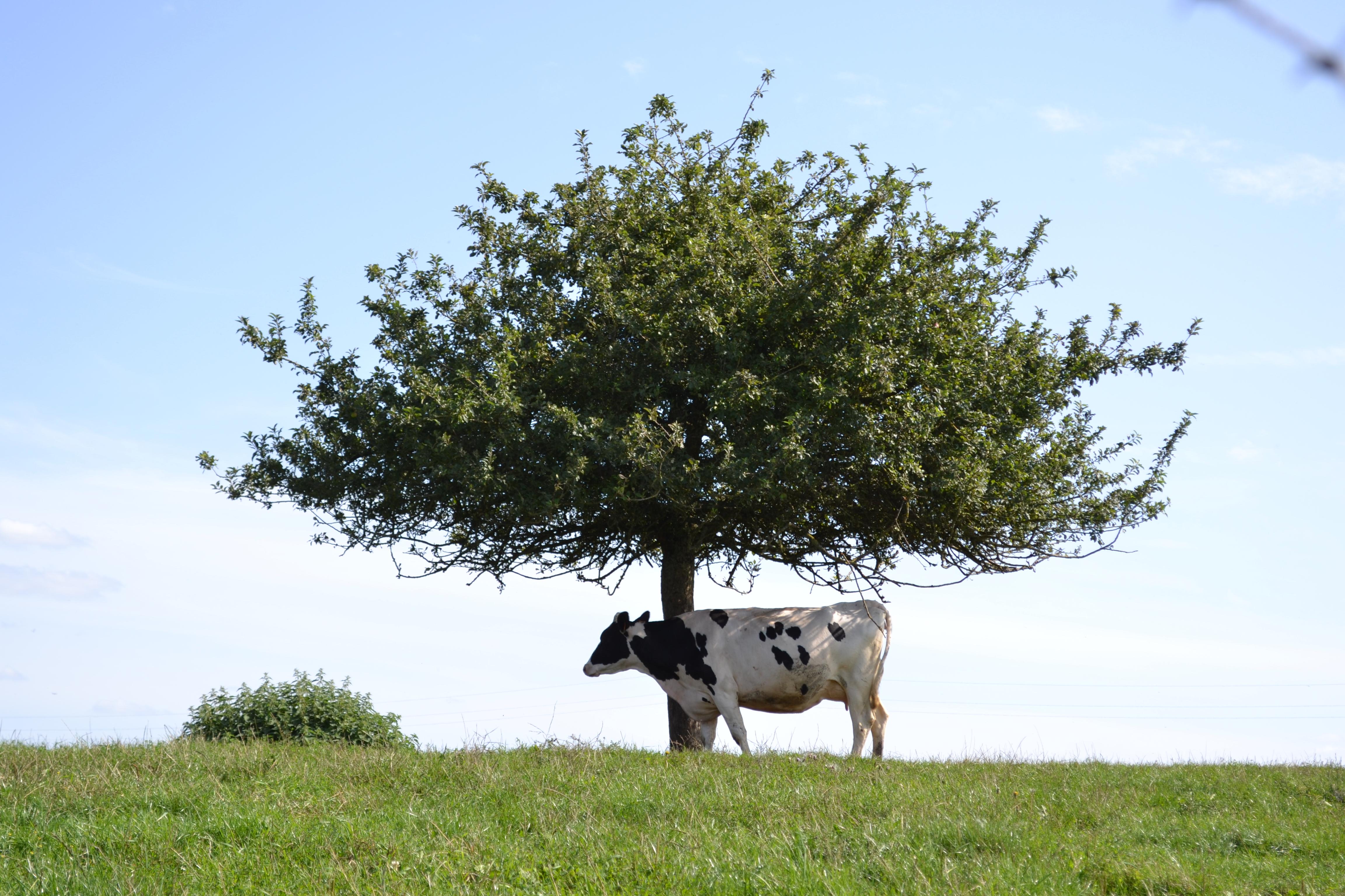 Vache Prim Holstein sous pommier, Normandie, pré, herbe