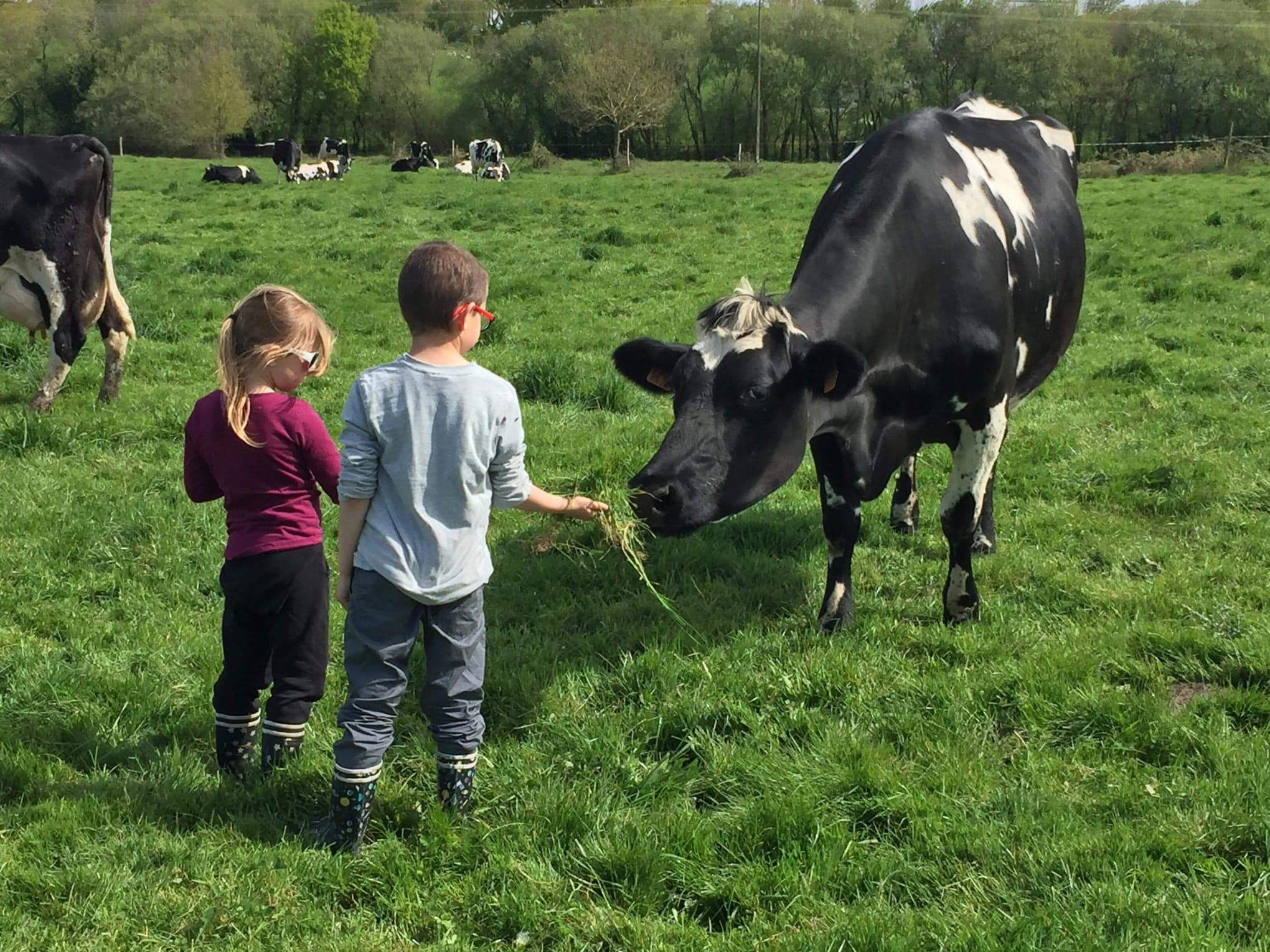 deux enfants donne de l'herbe a une vache Prim Holstein dans prairie, pré