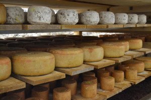 Affinage de fromages en cave chez H. Mons