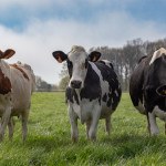 3 vaches en portrait, face, pré, tableau champs, herbe, red Holstein