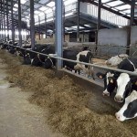 alimentation des vaches Prim'Holstein, stabulation, ensilage