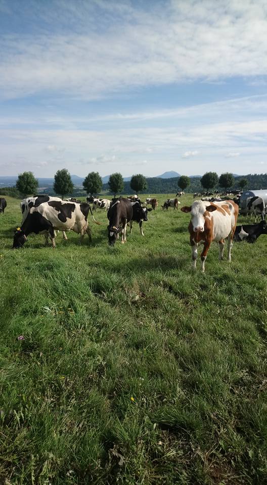vaches au pré, pature, herbe et ciel