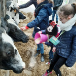 Enfants à la ferme, visite, stabulation, Prim'Holstein