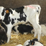 Veaux prim'Holstein debout, stabulation, boxe