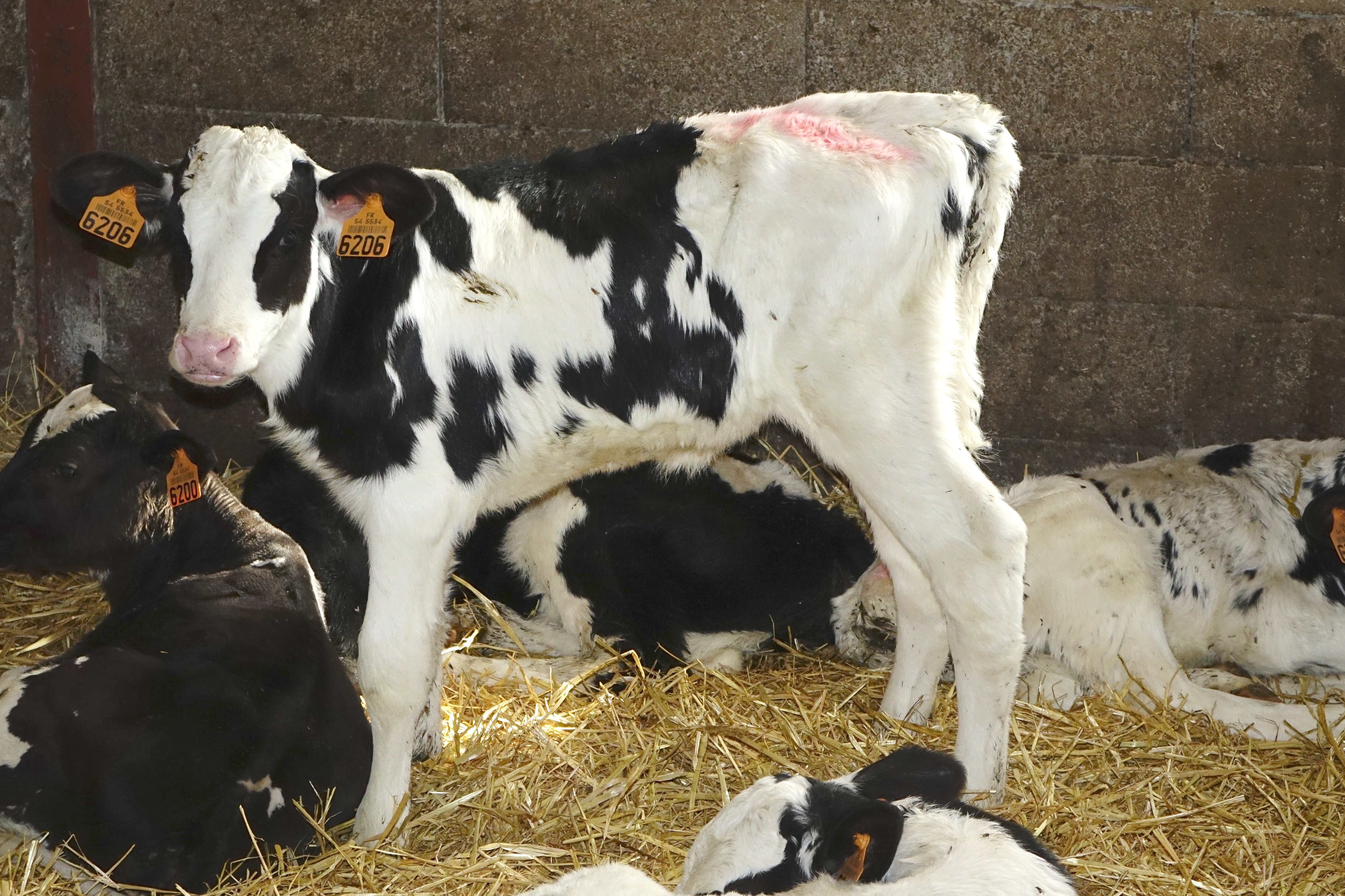 Veaux prim'Holstein debout, stabulation, boxe