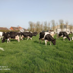 vaches laitières